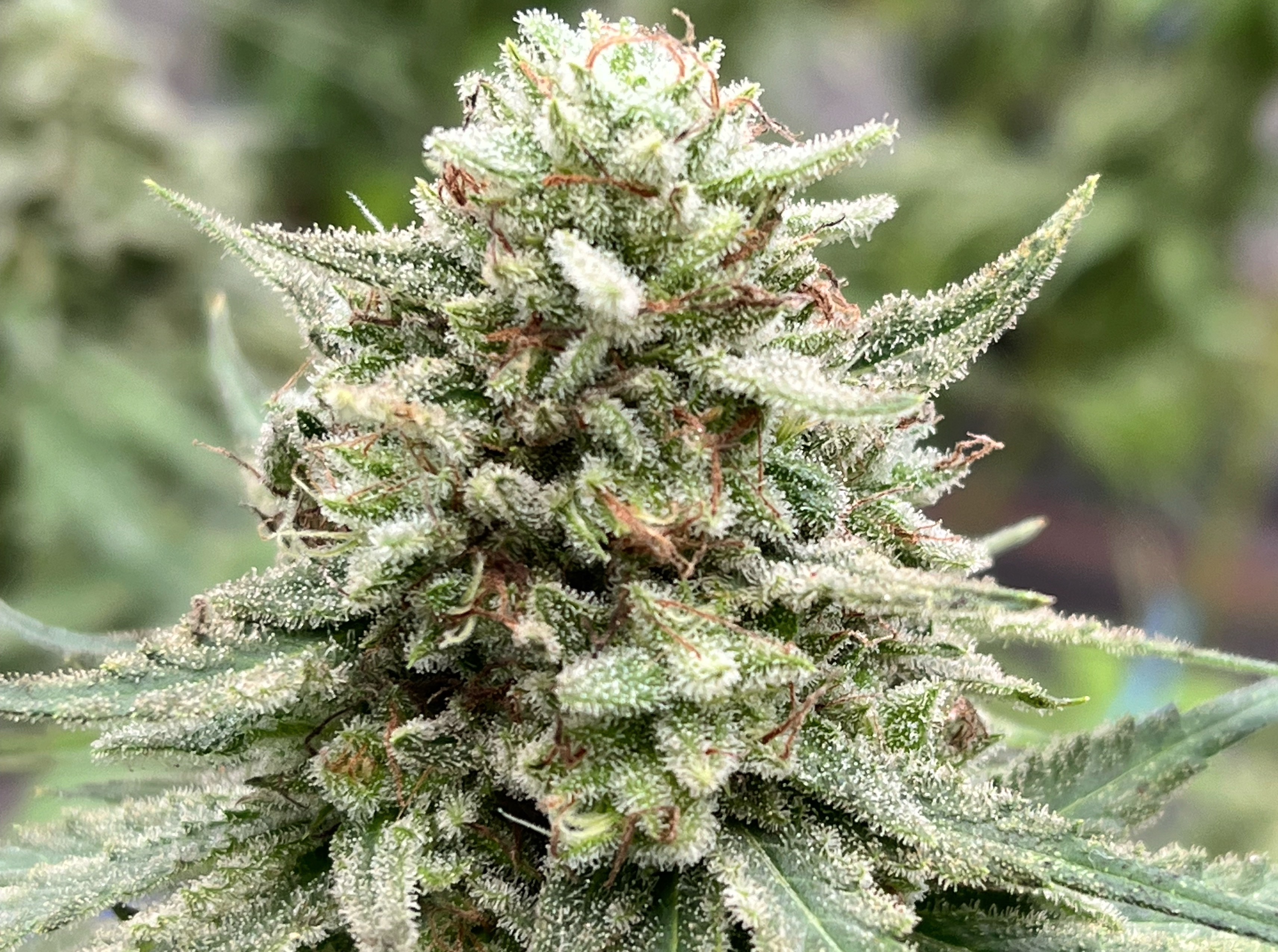 Hulk Berry